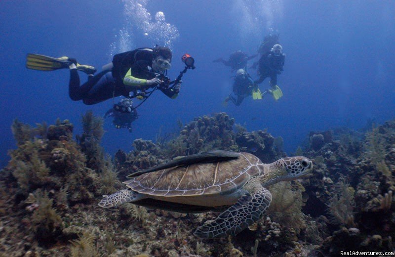 Paradise in Roatan - Diving Adventure | Image #6/15 | 