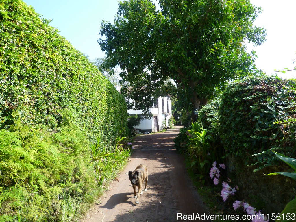 Quinta da Terca entrance | Unforgettable riding weeks at Quinta da Terca | Ponta Delgada, Azores, Portugal | Horseback Riding & Dude Ranches | Image #1/17 | 