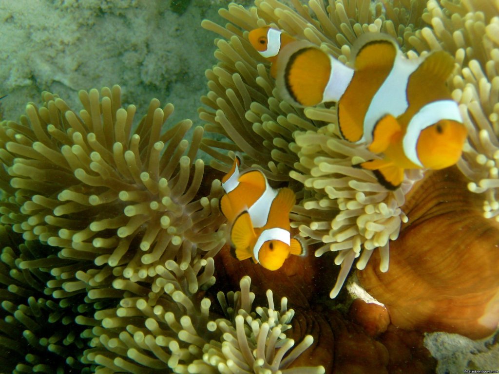 Great marine life | SEATREK, Sailing Adventures Indonesia | Image #15/24 | 