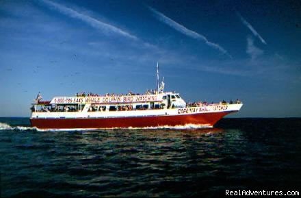 Cape May Whale Watcher | Cape May, New Jersey  | Whale Watching | Image #1/2 | 