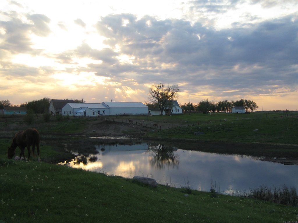 Pheasant Phun Inc. Welcomes You | Hitchcock, South Dakota  | Hunting Trips | Image #1/1 | 