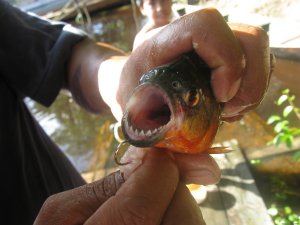 Brazil Manaus Amazon Jungle Tours