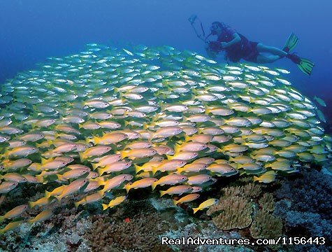 Mafia Diving | Zanzibar Beach Holiday & Mikumi National Park | Image #2/3 | 