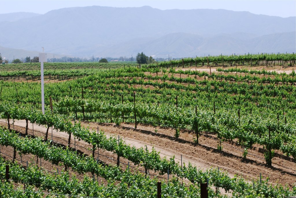 Beautifull views | Wine Country Horseback Riding in Temecula CA | Temecula, California  | Horseback Riding & Dude Ranches | Image #1/8 | 