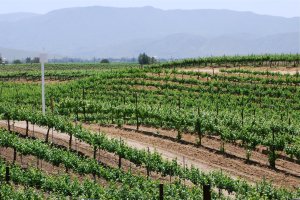 Wine Country Horseback Riding in Temecula CA