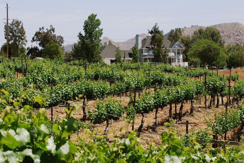 Vineyard Ride | Wine Country Horseback Riding in Temecula CA | Image #5/8 | 