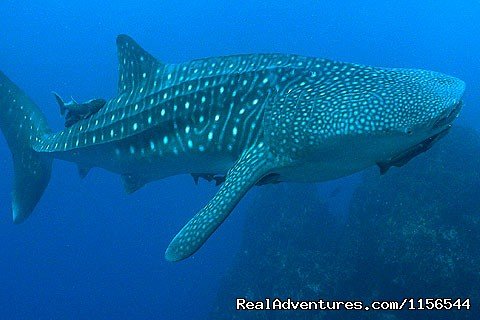 Whale shark at Bat Islands, Costa Rica | Orcas & Humpback Whales In Costa Rica-Bill Beard | Image #6/10 | 