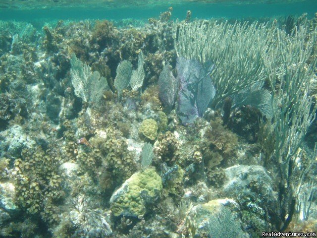 One of Exuma's Coral Reefs | Exuma Blue-Ocean View  from Jaccuzi Tub in Bedroom | Image #14/20 | 