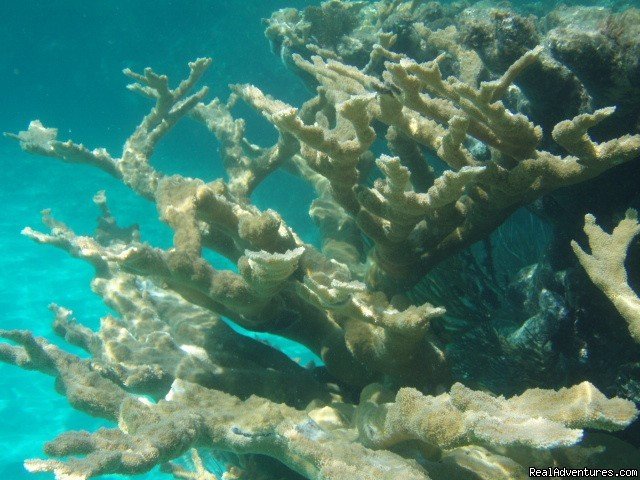 One of Exuma's Coral Reefs | Exuma Blue-Ocean View  from Jaccuzi Tub in Bedroom | Image #15/20 | 