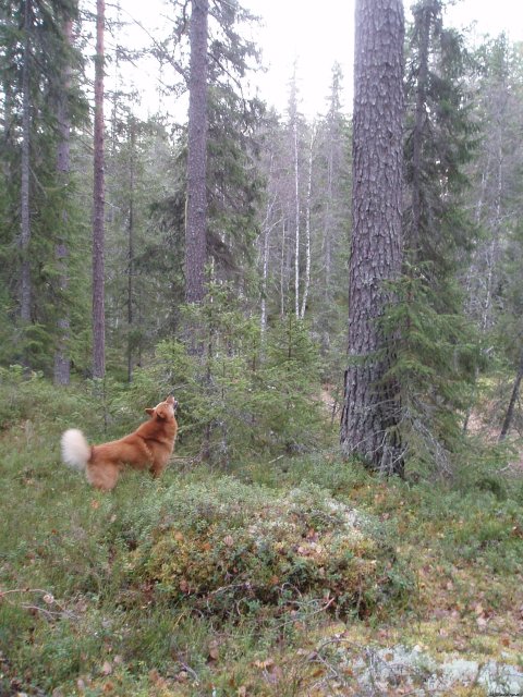 A barking tree dog at work