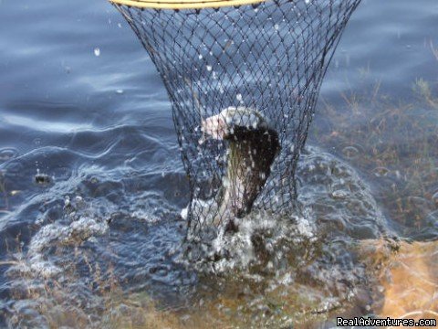 Maybe for dinner? | Hunting and Fishing in Sweden | Image #11/13 | 