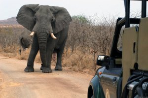 Nhongo Safaris (kruger National Park Safaris)