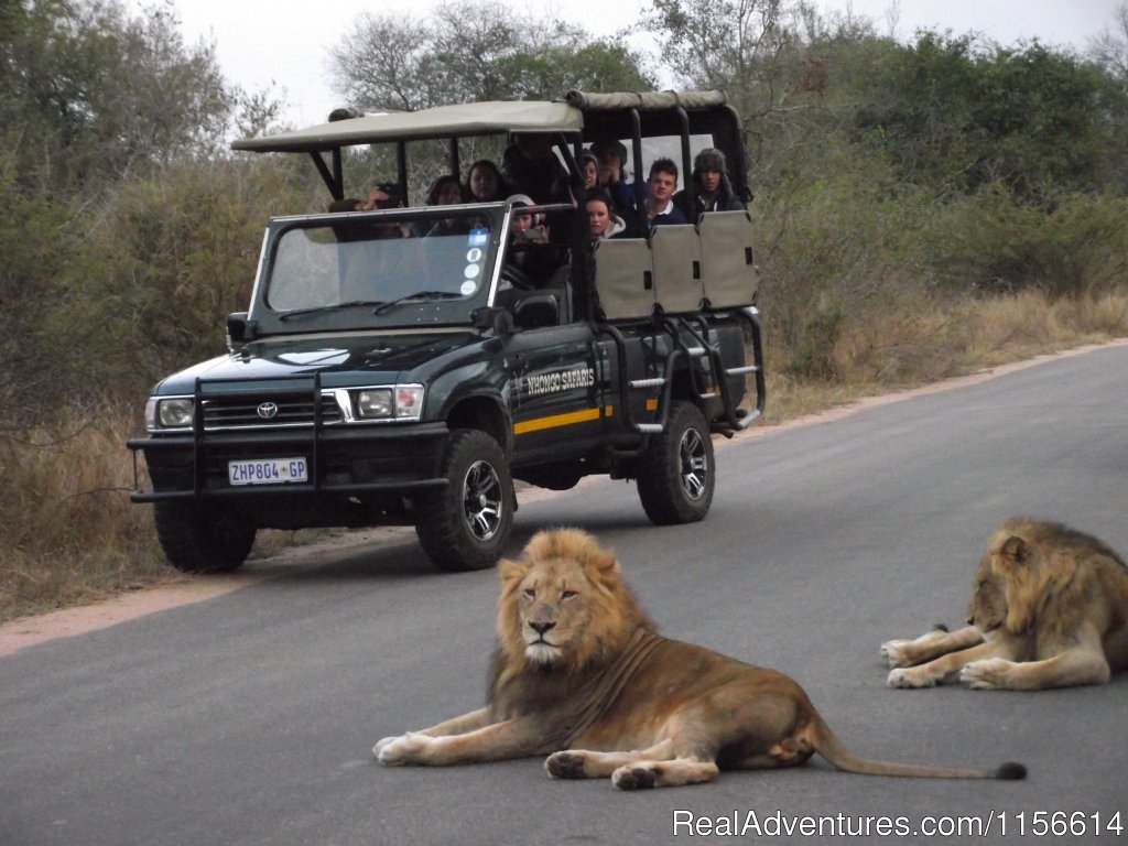 Leopard | Nhongo Safaris (kruger National Park Safaris) | Image #2/24 | 