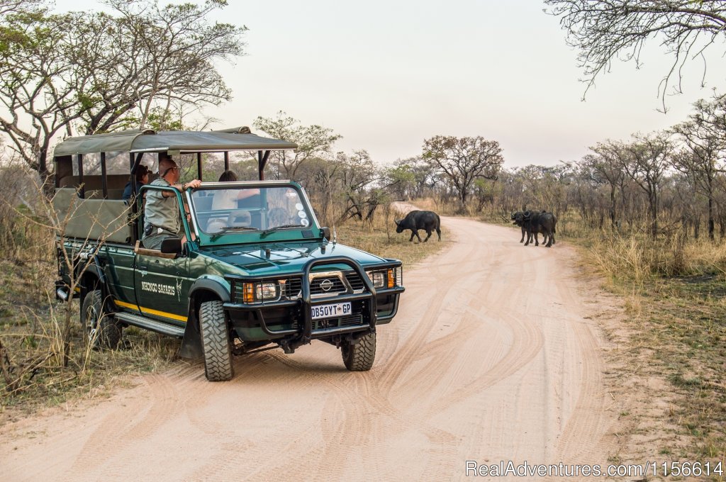 Leopard | Nhongo Safaris (kruger National Park Safaris) | Image #5/24 | 