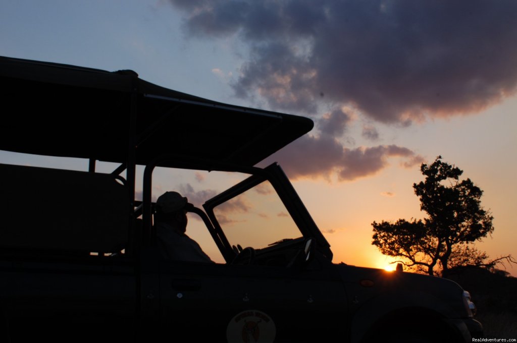 Male Lion | Nhongo Safaris (kruger National Park Safaris) | Image #6/24 | 