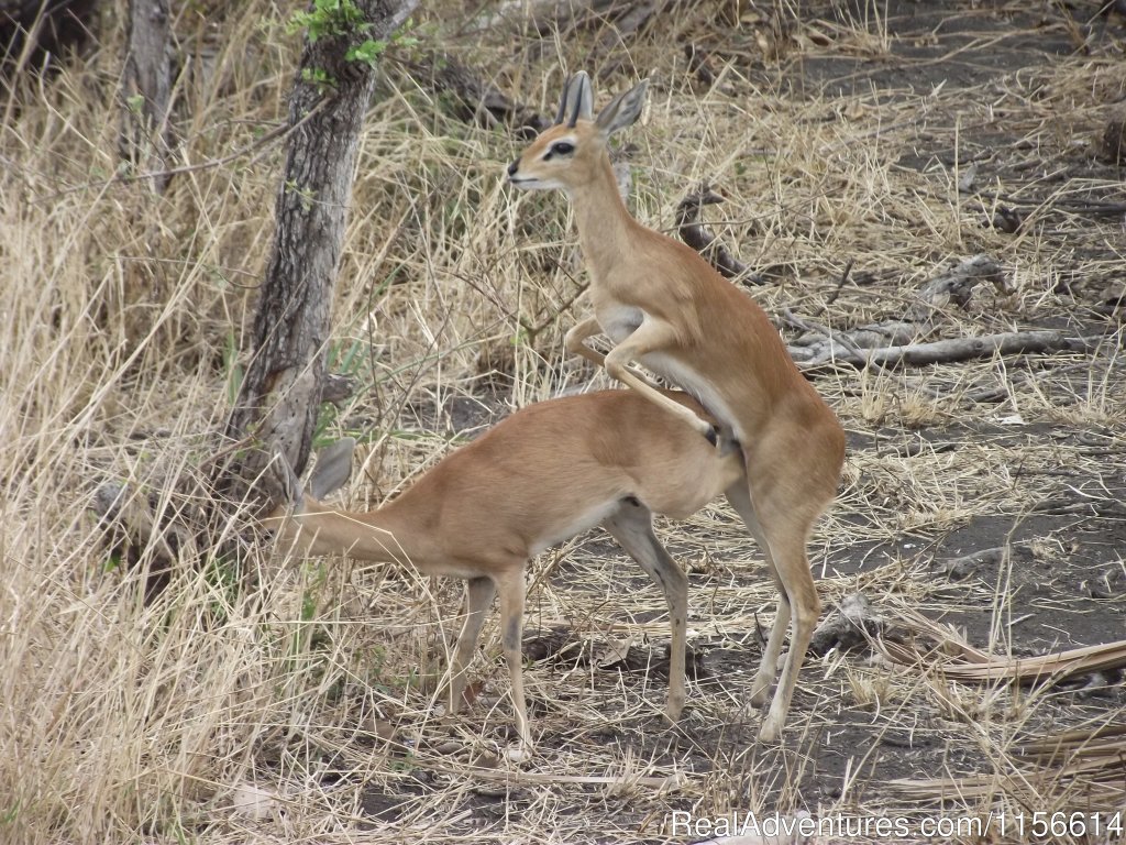 Open Safari Vehicles | Nhongo Safaris (kruger National Park Safaris) | Image #7/24 | 