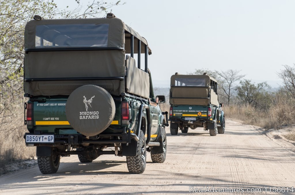 Kudu Cow | Nhongo Safaris (kruger National Park Safaris) | Image #10/24 | 