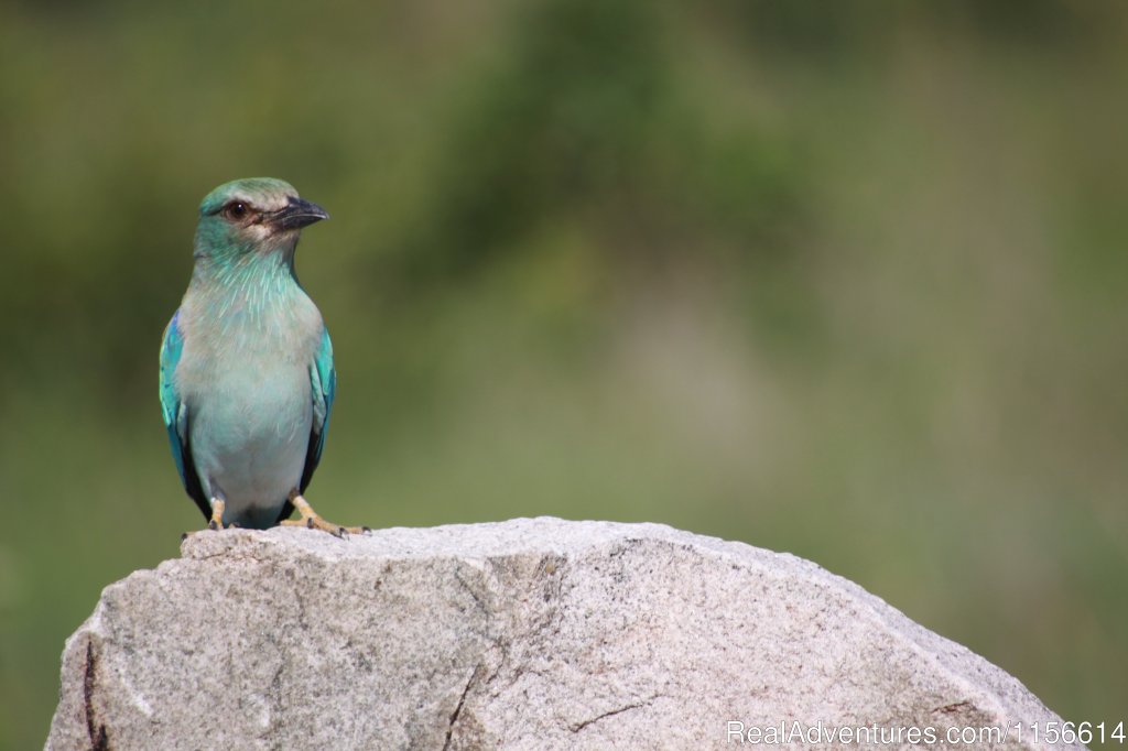 Lilac Breasted Roller | Nhongo Safaris (kruger National Park Safaris) | Image #18/24 | 