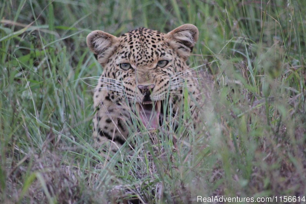 Hyena | Nhongo Safaris (kruger National Park Safaris) | Image #19/24 | 