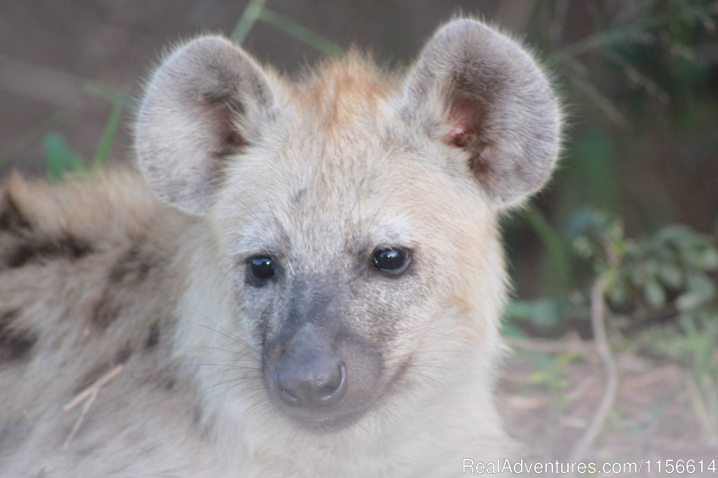 Hyena | Nhongo Safaris (kruger National Park Safaris) | Image #22/24 | 