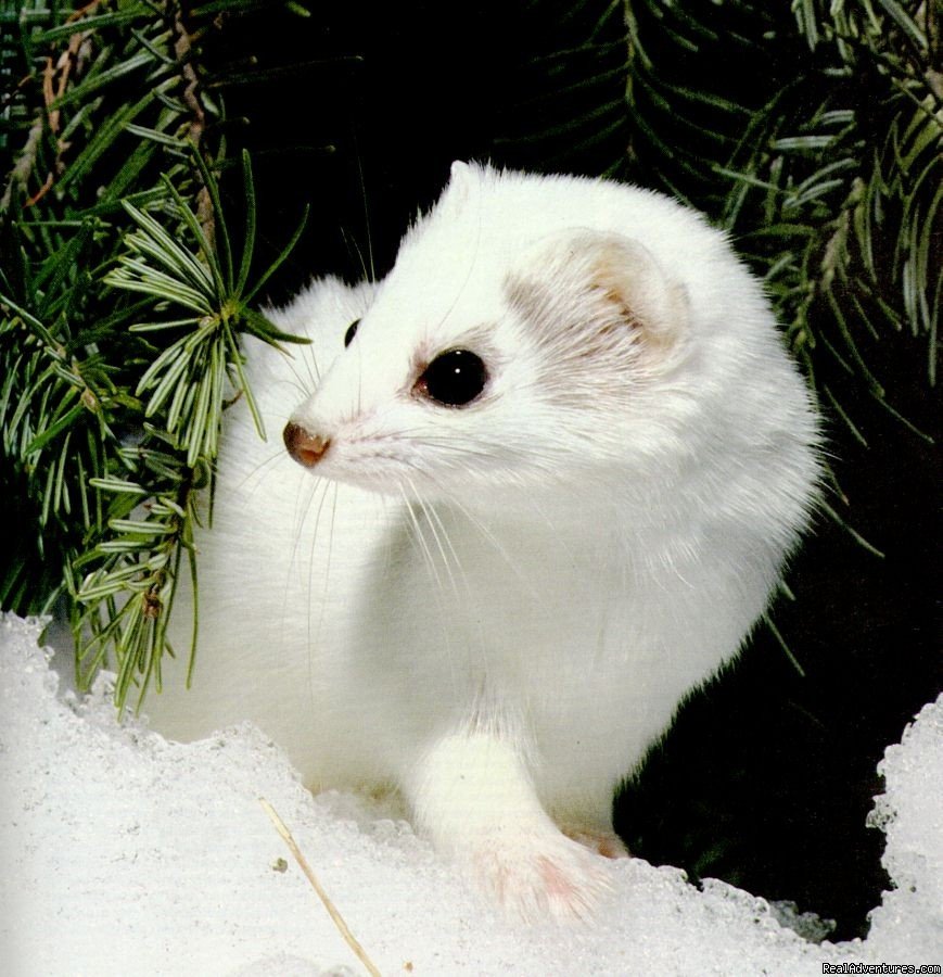 northern ermine | Boreal Lakeland Eco-tour | Wildwood, Alberta  | Eco Tours | Image #1/1 | 