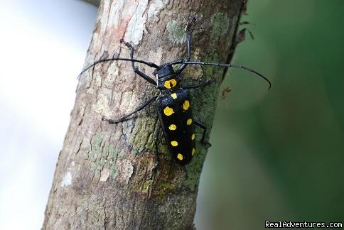 Insects | Forest tour in Xishuangbanna | Xishuangbanna, China | Photography | Image #1/2 | 