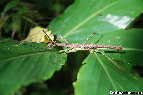 Insects | Forest tour in Xishuangbanna | Image #2/2 | 