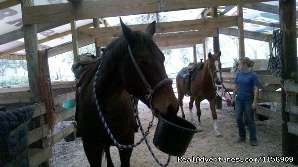 Horseback Riding Near Ocala Florida | Image #11/24 | 