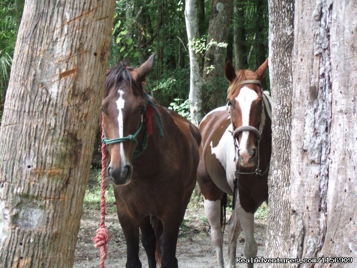 Horseback Riding Near Ocala Florida | Image #21/24 | 