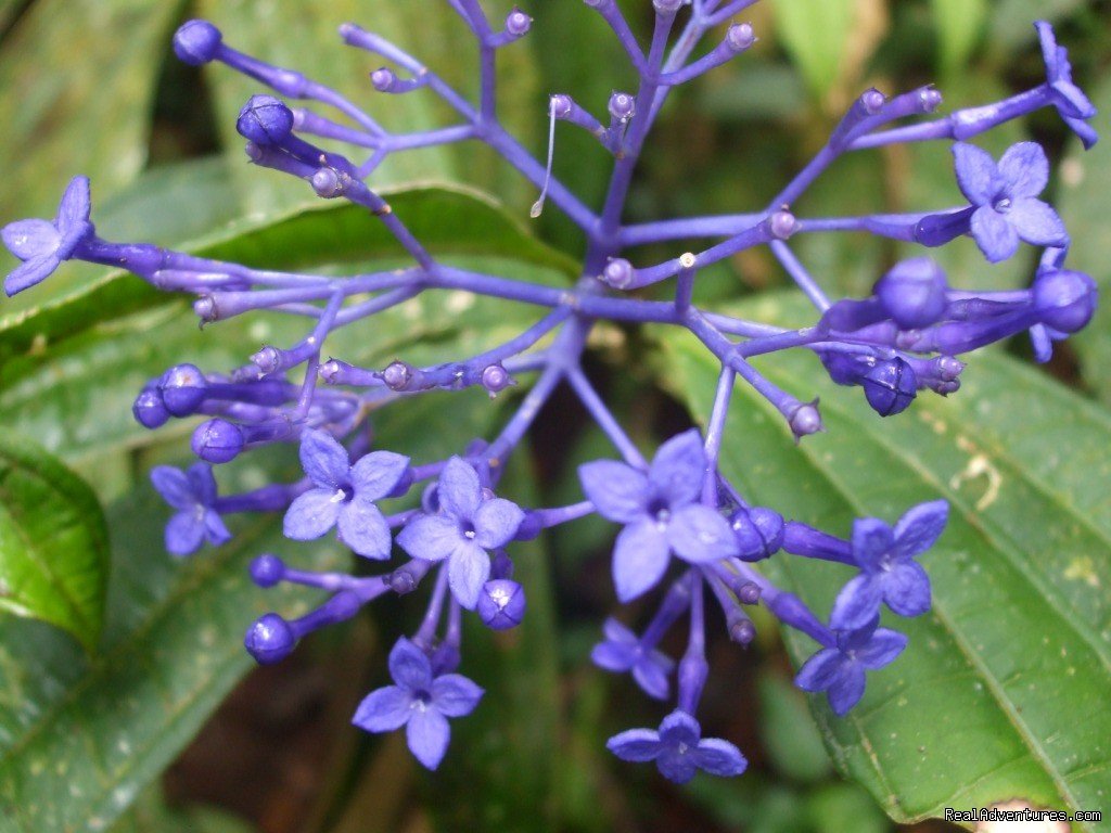 Nature Lovers Welcome | Hotel Sueno Celeste, your B&B close to Rio Celeste | Image #18/24 | 