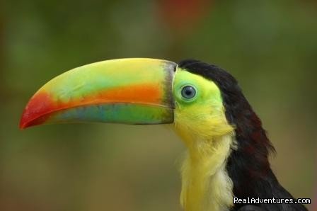 Birders Welcome | Hotel Sueno Celeste, your B&B close to Rio Celeste | Image #19/24 | 