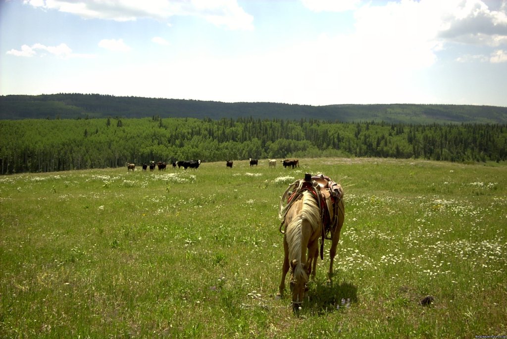 Colorado Cowboy Vacation at Fish and Cross Ranch | Image #4/11 | 