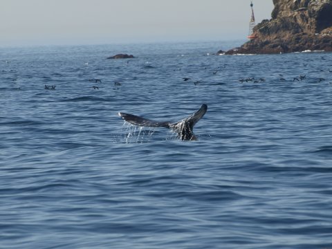  WHALE TAILS