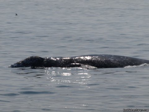 Humpback Whale