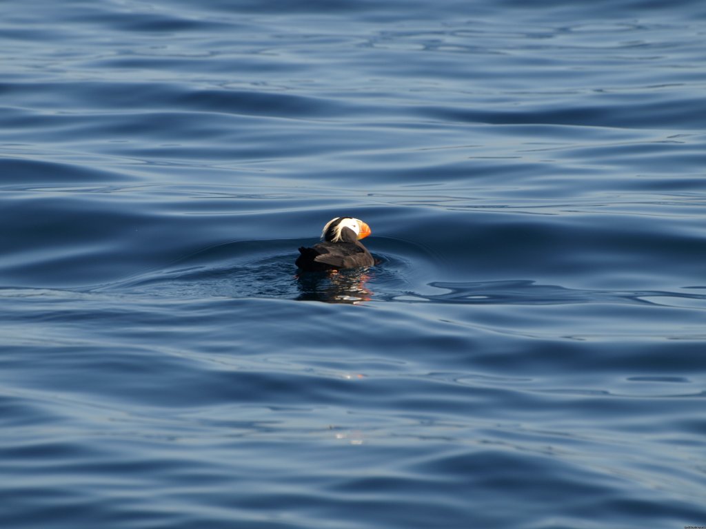 San Francisco whale tours | Image #7/19 | 