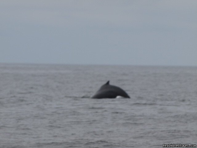 San Francisco whale tours | Image #13/19 | 