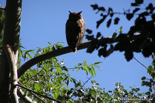 Owl | Horse trekking into the Andes | Image #3/20 | 