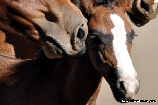 Amazing grace | Horse trekking into the Andes | Image #5/20 | 