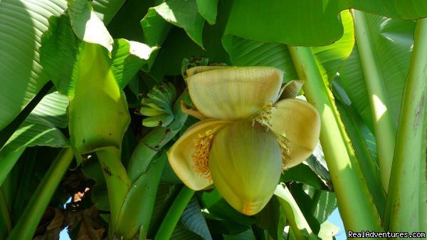 Banana Trees | Chez Emilion | Image #6/9 | 