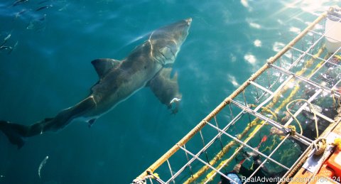 Great White infront of Divers