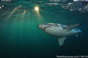 Shark Cage Diving in South Africa