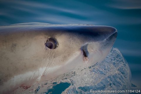 Great White Shark Close Up