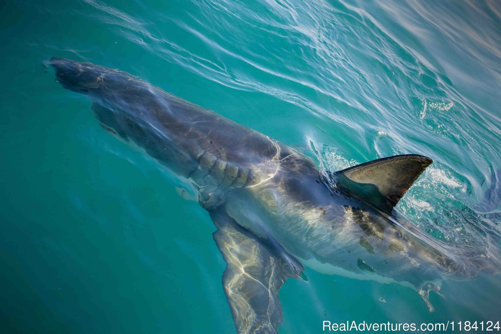 Great White Shark | Shark Cage Diving in South Africa | Image #5/8 | 