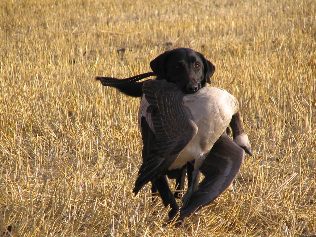 Mrs. Raven | World Class Waterfowl Hunting Alberta | Image #3/25 | 