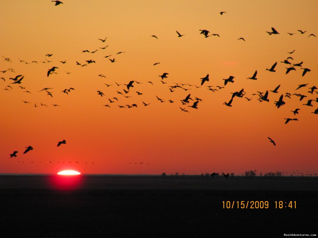 Watching the next days shoot | World Class Waterfowl Hunting Alberta | Image #21/25 | 