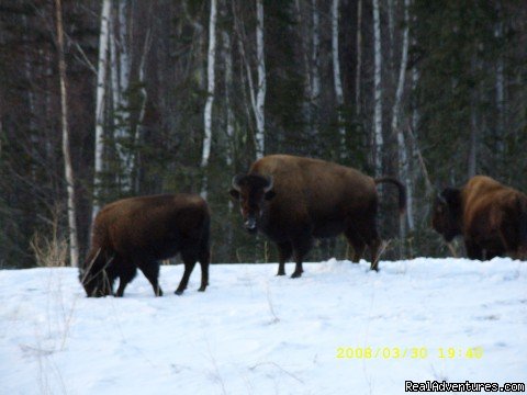 Wild Free Range Bison | World Class Waterfowl Hunting Alberta | Image #15/25 | 