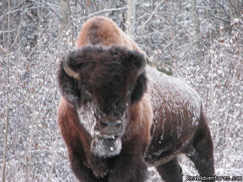 Wild Free Range Bison | World Class Waterfowl Hunting Alberta | Image #19/25 | 