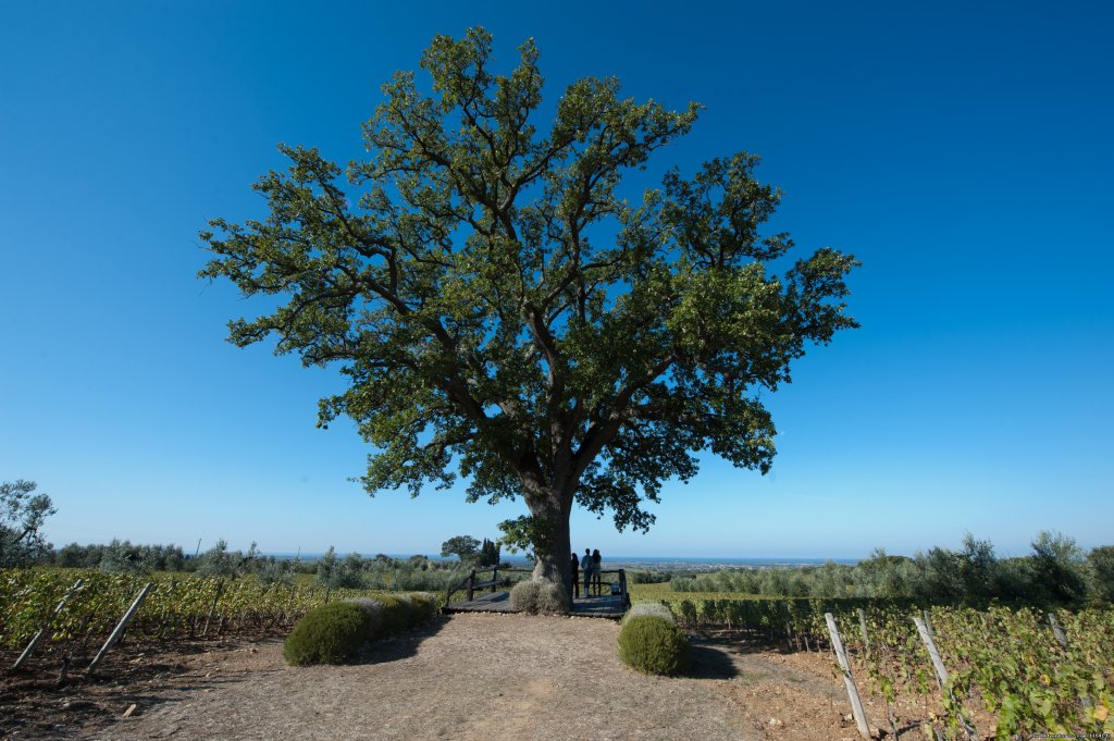 Exclusive Country Tours | Siena, Italy | Sight-Seeing Tours | Image #1/16 | 