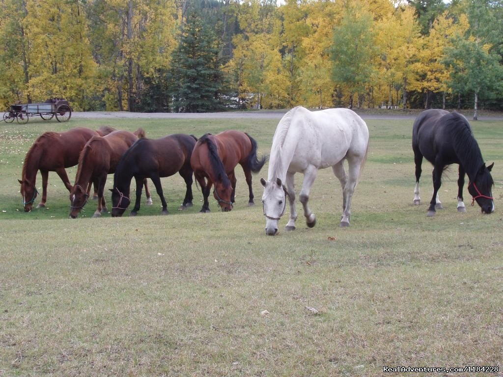 Hores | Old Entrance Cabins & Trail Rides Near Jasper Park | Image #11/12 | 