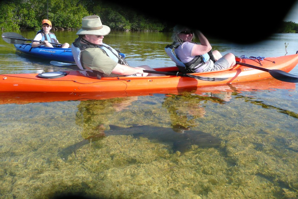 baby nurse shark inhabit the seagrass flats | National Wildlife Refuge Kayak & Boat Tours | Image #3/10 | 